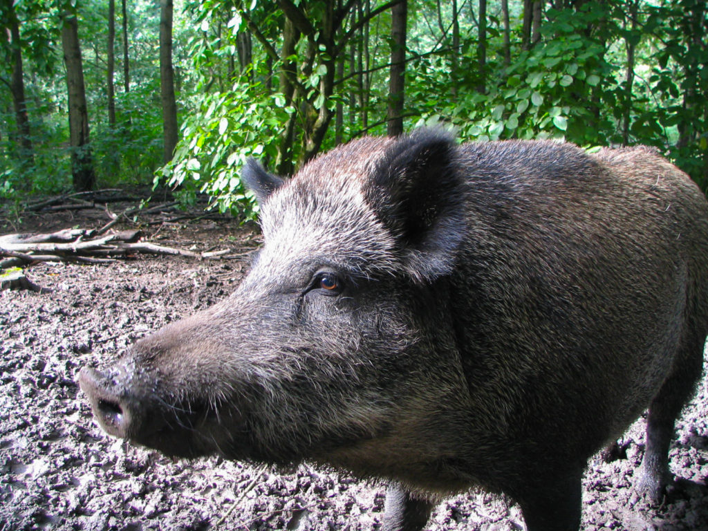 Babi hutan Sumatran wild jungle pig