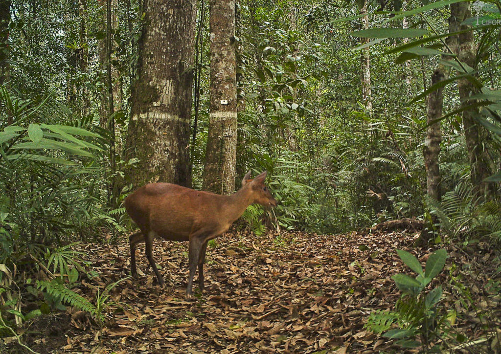 Jungle deer Southern Red Muntjac
