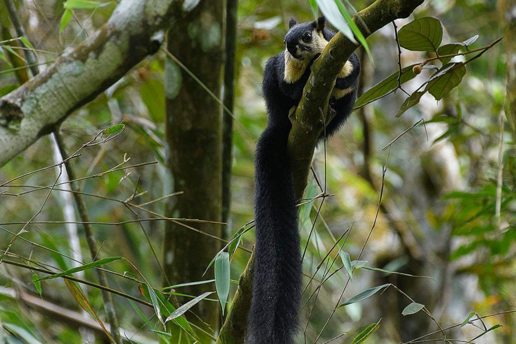 Largest squirrel in the world living wild in Sumatra