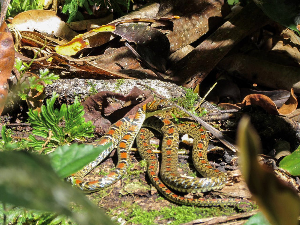 Snake with red, white and black spots in Sumatra