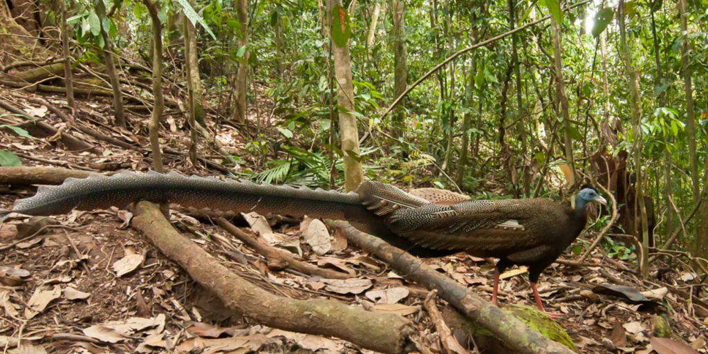 Bird spotting Great Argus Sumatra