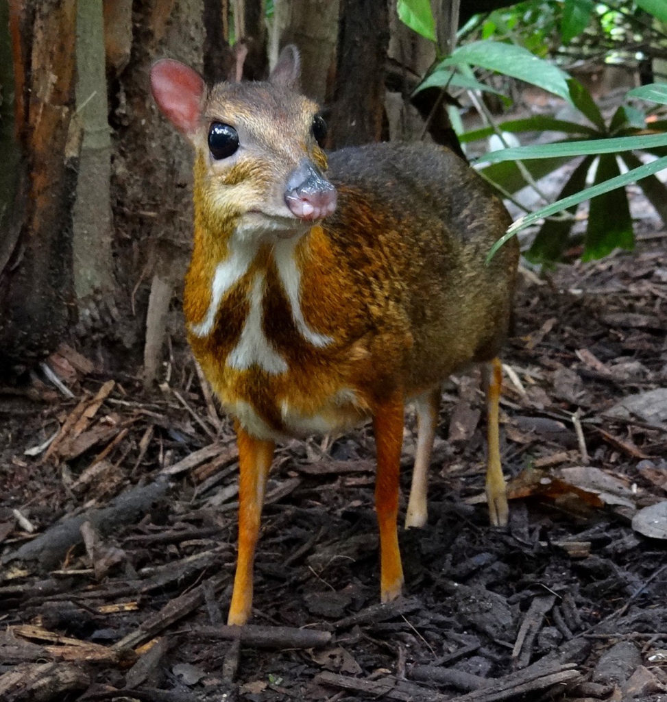 Smallest deer in the world in the jungle Sumatra