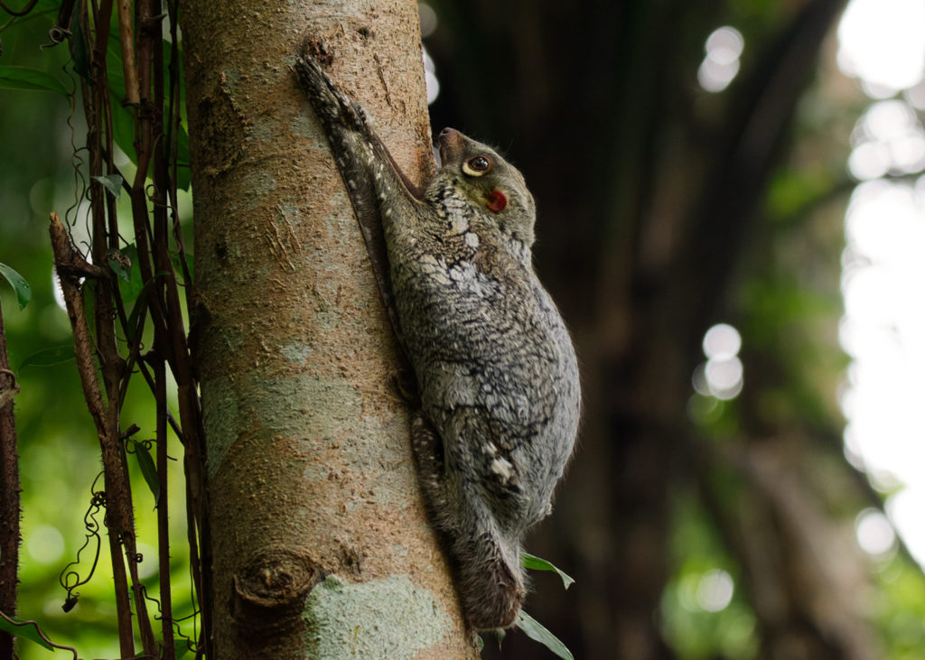 Colugo or flying lemur found in the Gunung Leuser