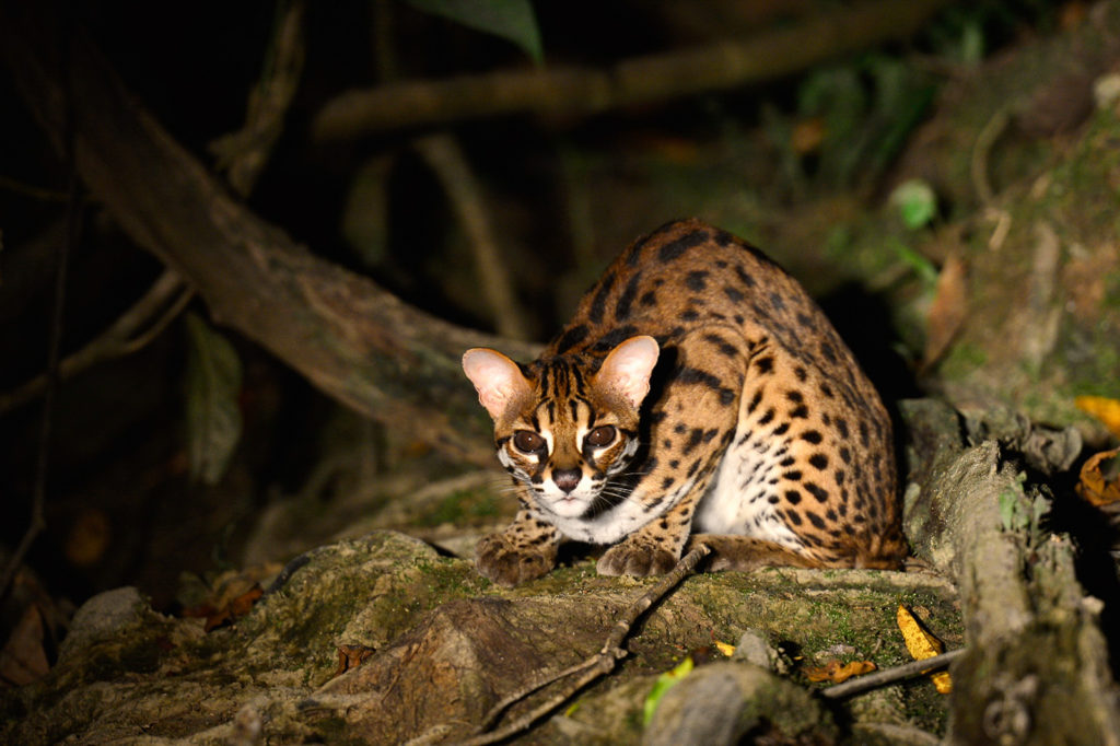 Spotting wild cats. An Asian Leopard Cat in the Gunung Leuser National Park