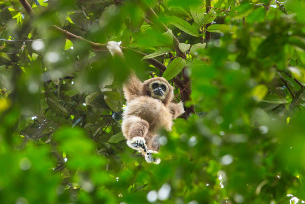 White faced lar gibbon in the Gunung Leuser