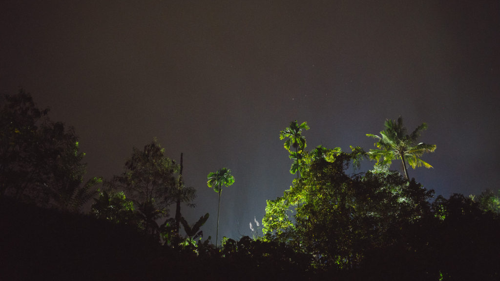 Beautiful jungle in Ketambe