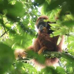 Best place to see wild orangutans