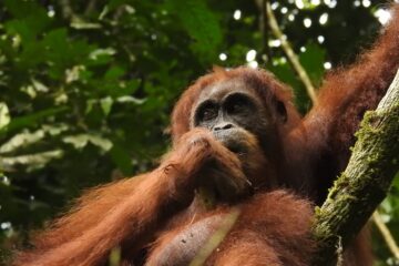 Dry days mean lots of activity from orangutans in the treetops