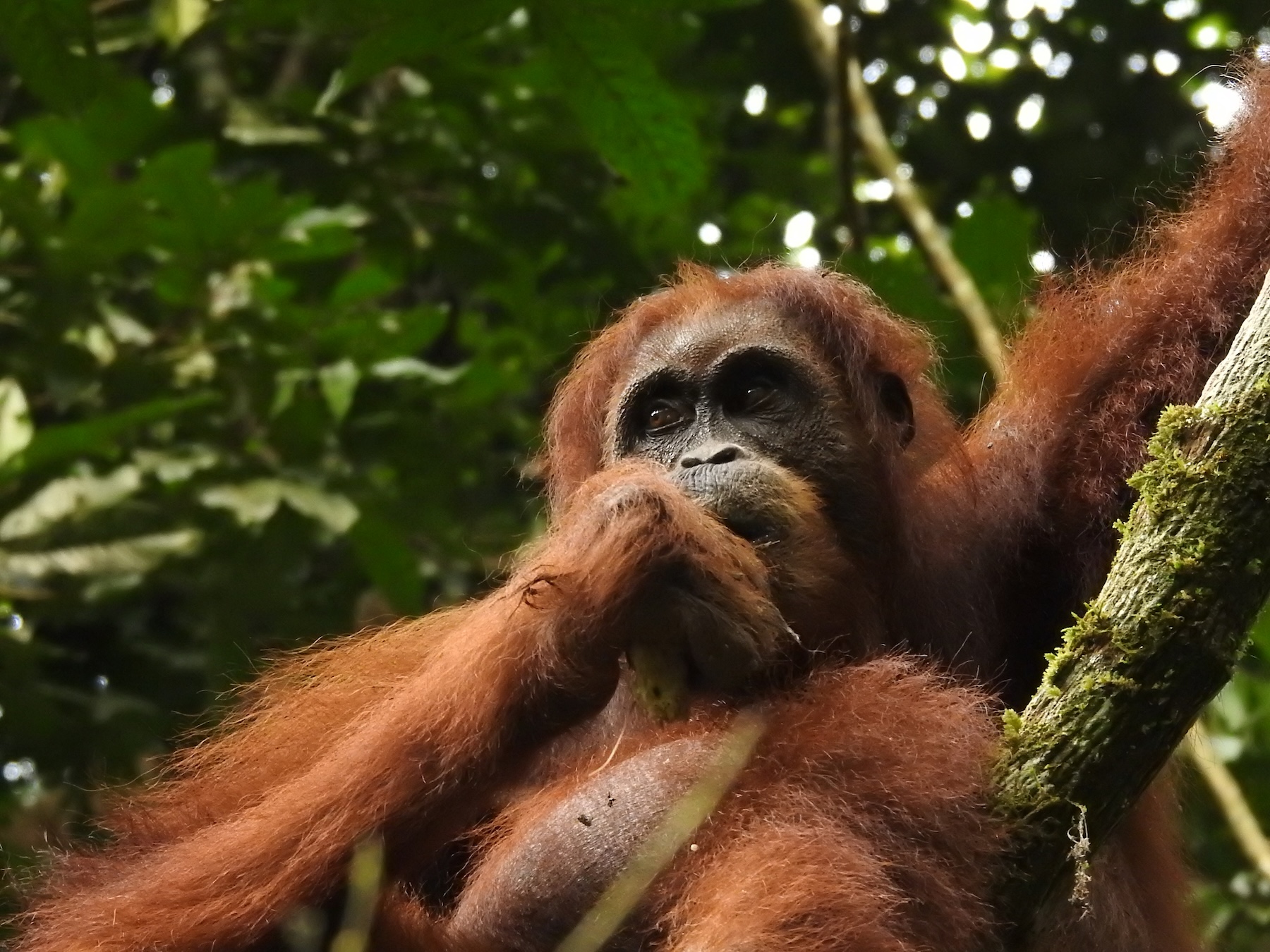 Dry days mean lots of activity from orangutans in the treetops